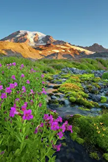 Gary: USA, Mt. Rainier National Park, Washington