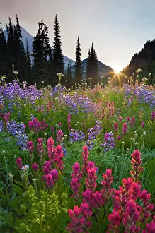 Lupine: USA, Mt. Rainier National Park, Washington