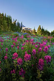 Castilleja: USA, Mt. Rainier National Park, Washington