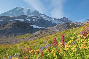 Lupine: USA, Mt. Rainier National Park, Washington