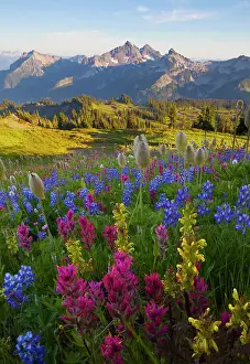 Lupine: USA, Mt. Rainier National Park, Washington