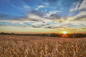 Flare: USA, Nebraska, near Omaha. A cornfield at