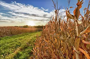 Cornfield: USA, Nebraska, near Omaha. Cornfield at