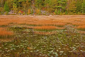 Maine: USA, New England, Maine, Mt. Desert Island, Acadia