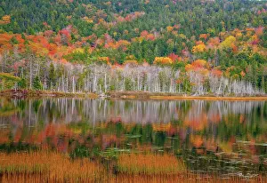 Hillside: USA, New England, Maine, Mt. Desert Island, Acadia