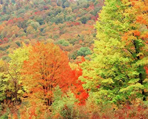 Multi: USA, New England, Tree area in autumn (Large