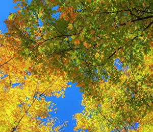 Maple: USA, New England, Vermont Autumn looking up into