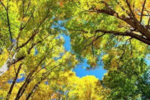 Maple: USA, New England, Vermont Autumn looking up into
