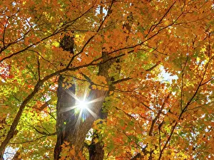Maple: USA, New England, Vermont Autumn looking up into