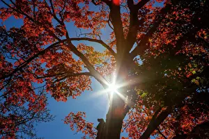 Maple: USA, New England, Vermont Autumn looking up into