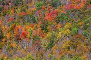 Hillside: USA, New England, Vermont, Plymouth, Fall colors on hillside