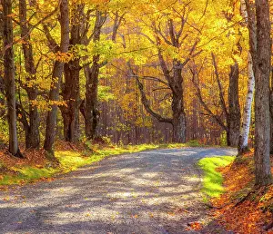 Gravel: USA, New England, Vermont tree-lined gravel road