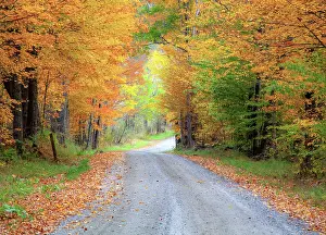Lined: USA, New England, Vermont tree-lined roadway in