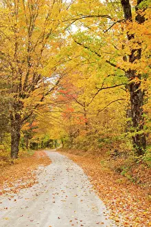 Lined: USA, New England, Vermont tree-lined roadway in