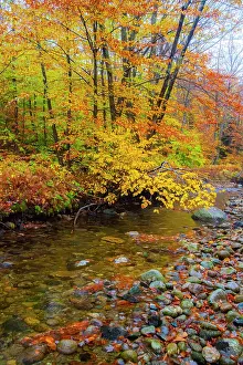 Maple: USA, New Hampshire Autumn colors on Maple, Beech