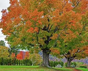 Maple: USA, New Hampshire, Fall colors with White Birch