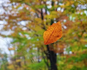 Beech: USA, New Hampshire fallen Beech leaf on wet windshield