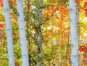 Focus: USA, New Hampshire, Franconia, Autumn Colors surrounding