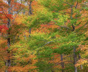 Maple: USA, New Hampshire, Franconia hardwood forest of