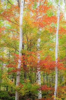 Maple: USA, New Hampshire, Gorham, White Birch tree trunks