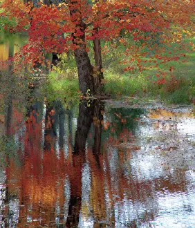 Maple: USA, New Hampshire, Jackson, Autumn in New England