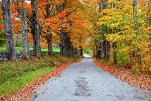 Lined: USA, New Hampshire, One lane road lined with Maple