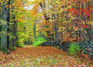 Maple: USA, New Hampshire leaf covered lane Autumn colors
