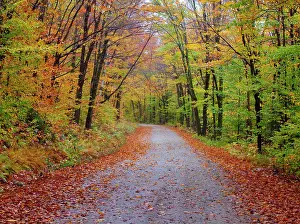 Lined: USA, New Hampshire, Sugar Hill wet and foggy morning