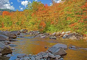 Swift: USA, New Hampshire, White Mountains National Forest