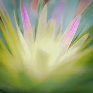 Jersey: USA, New Jersey. Abstract of flower petals. @ Jay