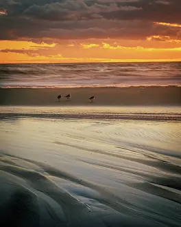Seashore: USA, New Jersey, Cape May National Seashore. Cloudy