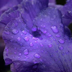 Iris: USA, New Jersey. Close-up of raindrops on iris petals