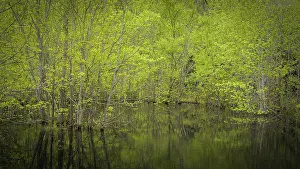 Pine: USA, New Jersey, Pine Barrens National Preserve
