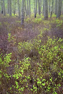 New Jersey: USA, New Jersey, Pine Barrens National Preserve. Forest