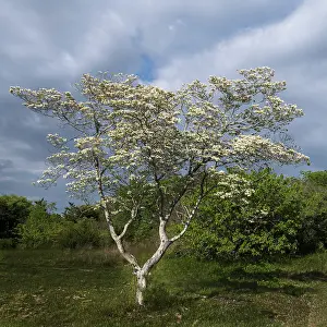 New Jersey: USA, New Jersey, Pine Barrens National Preserve. Tree with