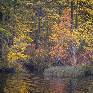 New Jersey: USA, New Jersey, Pine Barrens National Preserve. Autumn