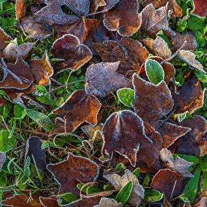 Fallen: USA, New Jersey, Pine Barrens National Preserve. Close-up of