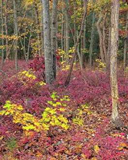 New Jersey: USA, New Jersey, Pine Barrens National Preserve. Forest