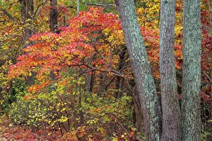 New Jersey: USA, New Jersey, Pine Barrens National Preserve. Forest