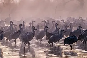 Crane: USA, New Mexico, Bernardo Wildlife Management Area