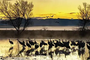 Crane: USA, New Mexico, Bernardo Wildlife Management Area
