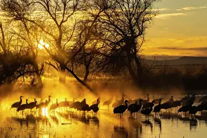 Crane: USA, New Mexico, Bernardo Wildlife Management Area