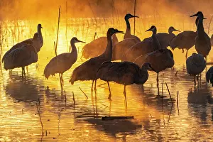 Crane: USA, New Mexico, Bernardo Wildlife Management Area