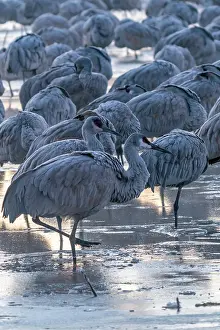 Crane: USA, New Mexico, Bernardo Wildlife Management Area
