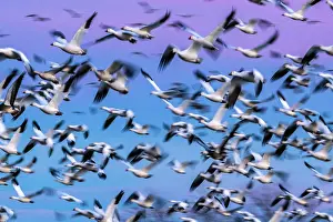 Crane: USA, New Mexico, Bernardo Wildlife Management Area