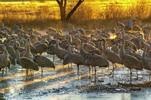 Crane: USA, New Mexico, Bernardo Wildlife Management Area