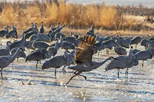 Crane: USA, New Mexico, Bernardo Wildlife Management Area