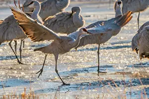 Crane: USA, New Mexico, Bernardo Wildlife Management Area