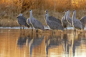 Crane: USA, New Mexico, Bernardo Wildlife Management Area