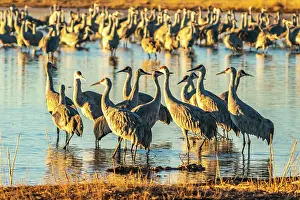 Crane: USA, New Mexico, Bernardo Wildlife Management Area